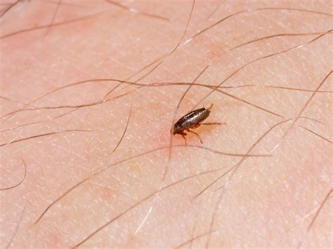 can fleas live in the house without pets
